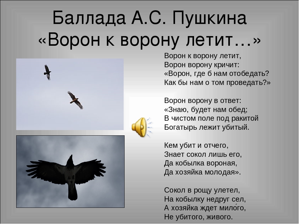 Баллада о голубе. Ворон к ворону летит Пушкин. Стихотворение Пушкина ворон к ворону летит. Ворон стих Пушкин. Черный ворон стих.